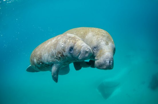 Seekuhmutter und -kalb im Meer