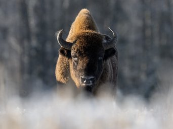 frontale Nahaufnahme eines Wisents