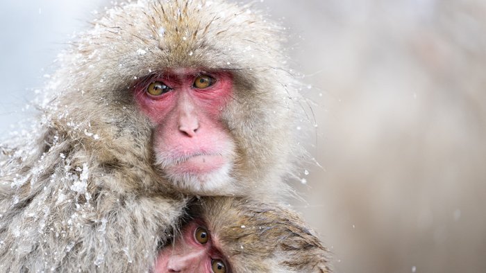 Japan Affe - Beste Reisezeit Japan