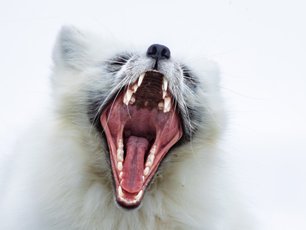 Polarfuchs mit gähnt, Nahaufnahme