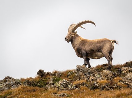 steinbock auf Steinen in Bergen mongolei rundreise 2 wochen