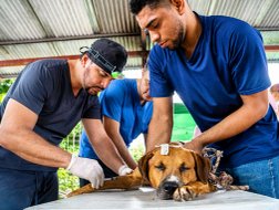 Straßenhund wird operiert