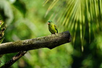 Grüner Vogel (Sittich/Papagei) auf einem Ast