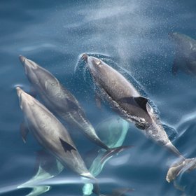 Delfine schwimmen im Meer