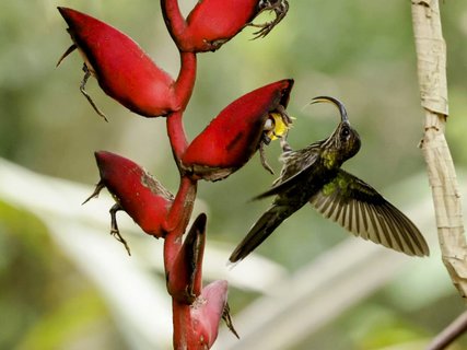 Adlerschnabelkolibri Kleingruppenreise Costa Rica