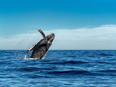 Springender Buckelwal im Meer - Dominikianische Republik Highlights