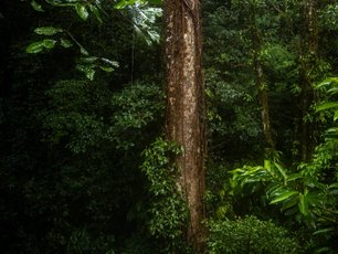 Mächtiger Regenwaldbaum in Costa Rica