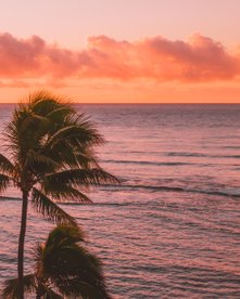 Palme am Meer bei Sonnenuntergang