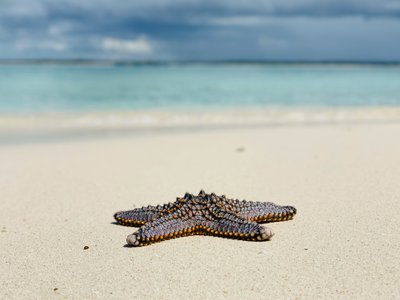 Bunter Seestern am Strand - Dominikanische Republik Highlights