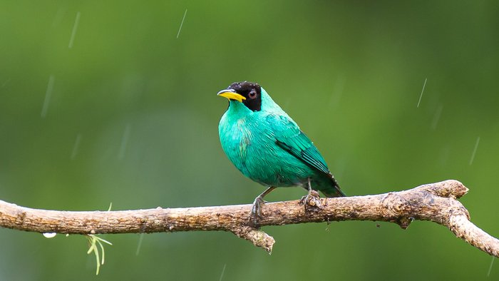 Blauer Kappennaschvogel sitzt auf Ast