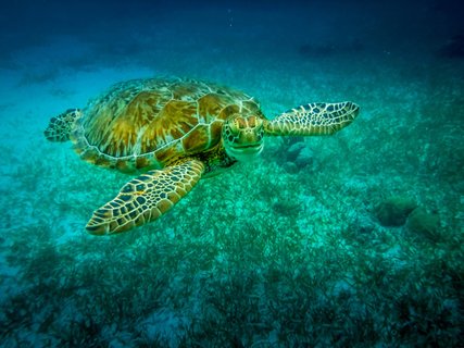 Guatemala Reise - Schildkröte Belize Barrier Reef