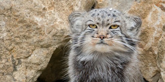 Pallas Katze schaut in Kamera - Mongolei Rundreise 2 Wochen