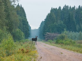 Junger Elchbulle steht auf Forstweg