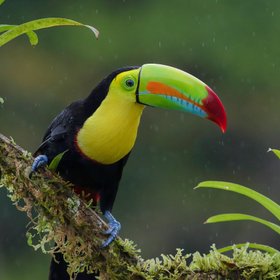 Fischertukan mit buntem Schnabel auf einem Ast