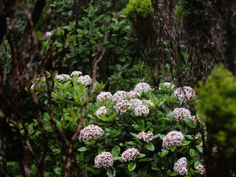 Pinke Blüten umgeben von dunklen Pflanzen