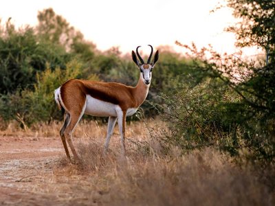 Tiere in Namibia Springbock
