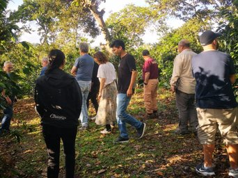 Kaffeeplantage Huila