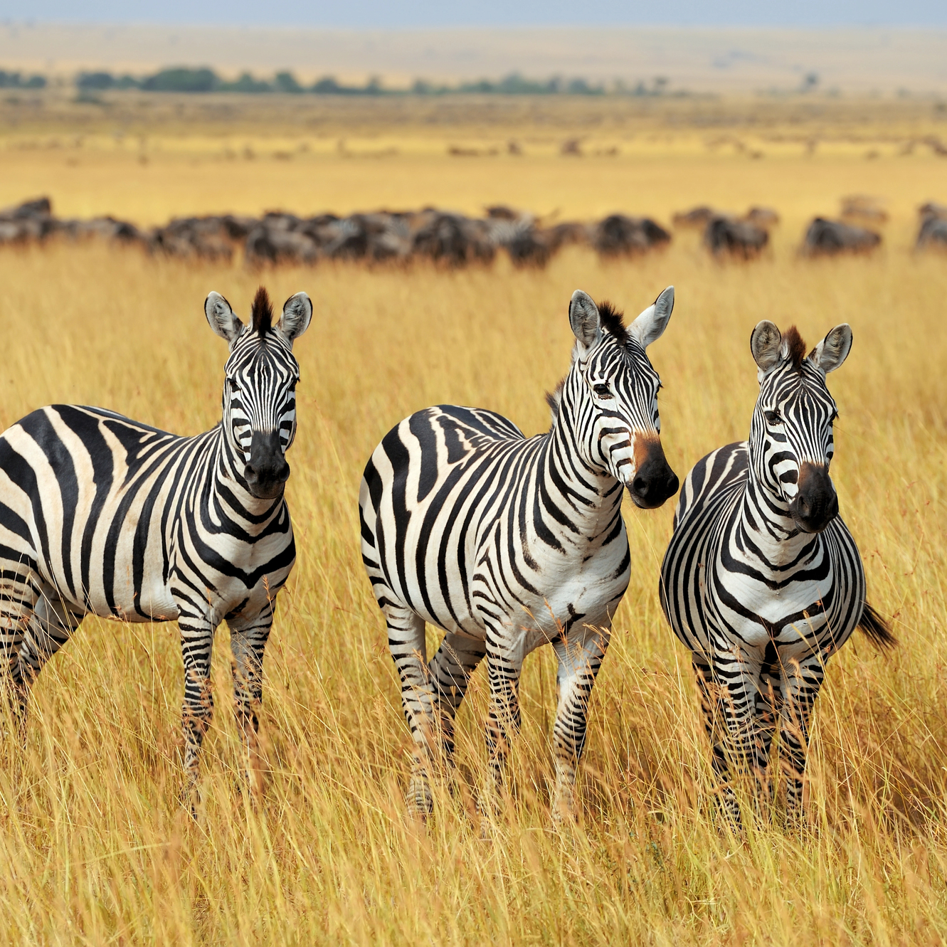 tansania beste reisezeit