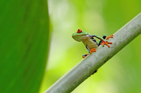 Costa Rica Roadtrip - Rotenaugenlaubfrosch