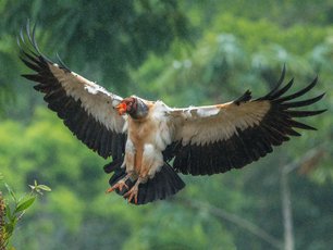 Königsgeier bei Regen im Landeanflug