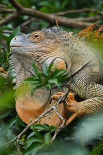 Costa Rica Rundreise reptilien