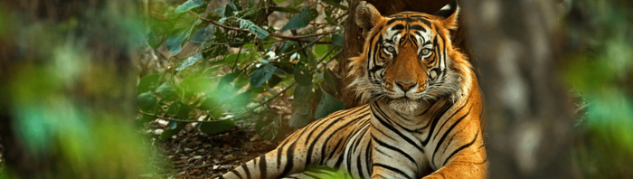 Tiger im Dschungel