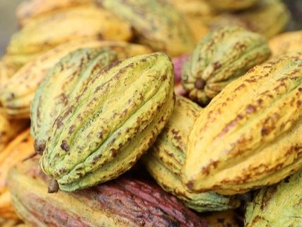 Costa Rica Familienreise - Kakaofrucht