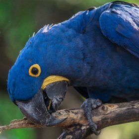 Blauer Hyazinthara auf einem Ast