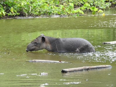 Tapir in einem Fluss -  Sehenswürdigkeit in Costa Rica