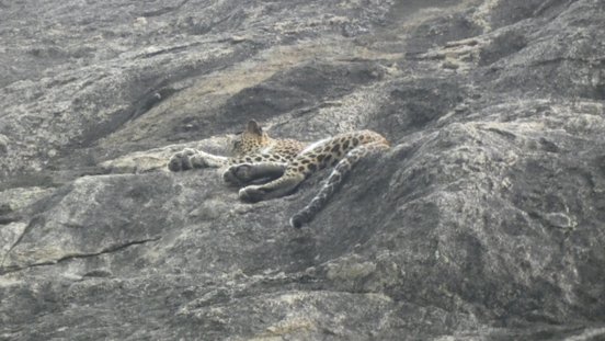 Sri Lanka Jagurareisebericht