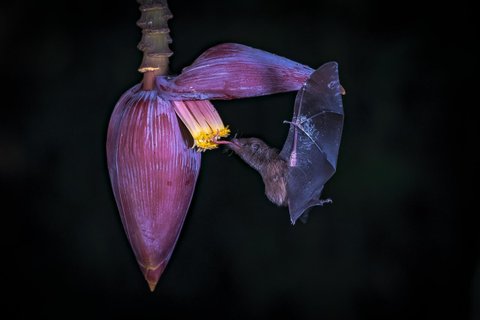 Fledermaus mit Zunge draußen - Kleingruppenreise Costa Rica