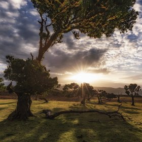 Sonnenuntergang in schöner Landschaft. Alter knorriger Baum im Vordergrund.