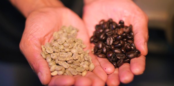 costa rica und panama rundreise - Kaffeebohnen
