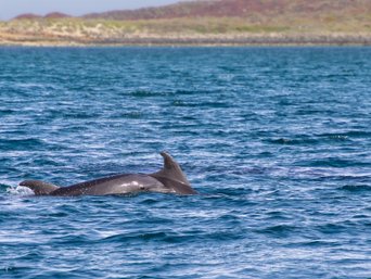 delfin baja california