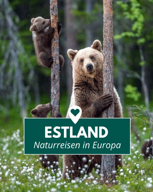 Instagram-Vorschau Estland