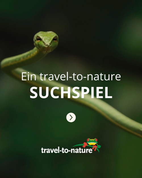 Instagram-Vorschau Schlange