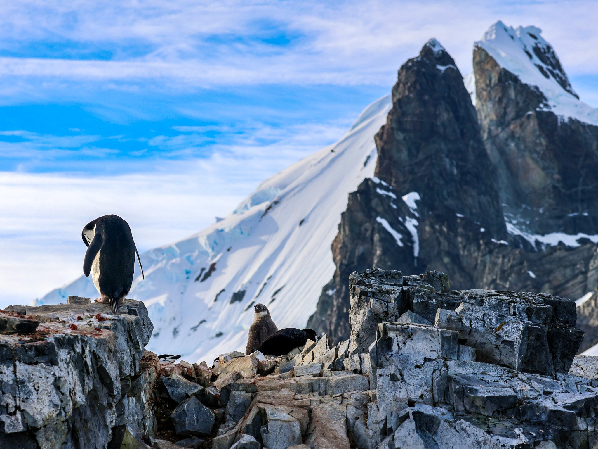 Pinguine in der Antarktis
