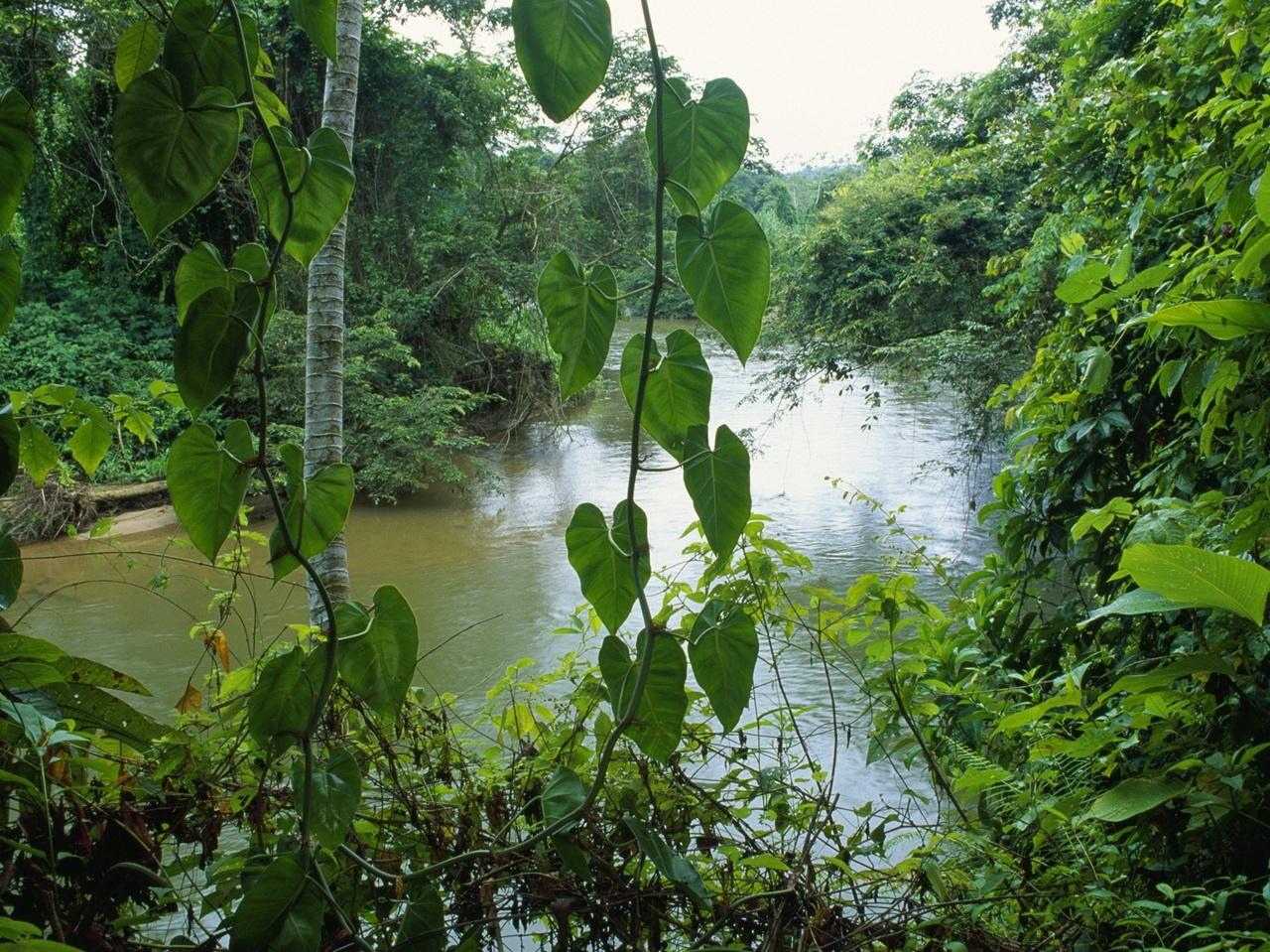 Costa Rica Affe
