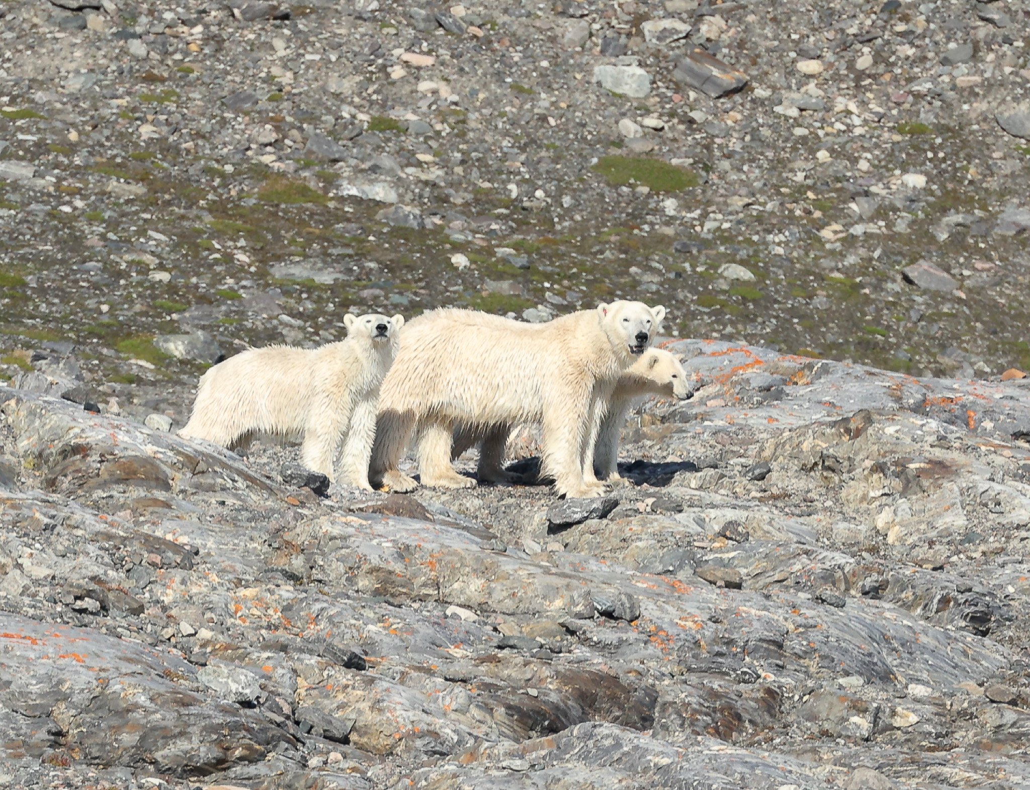 Eisbären in Spitzbergen