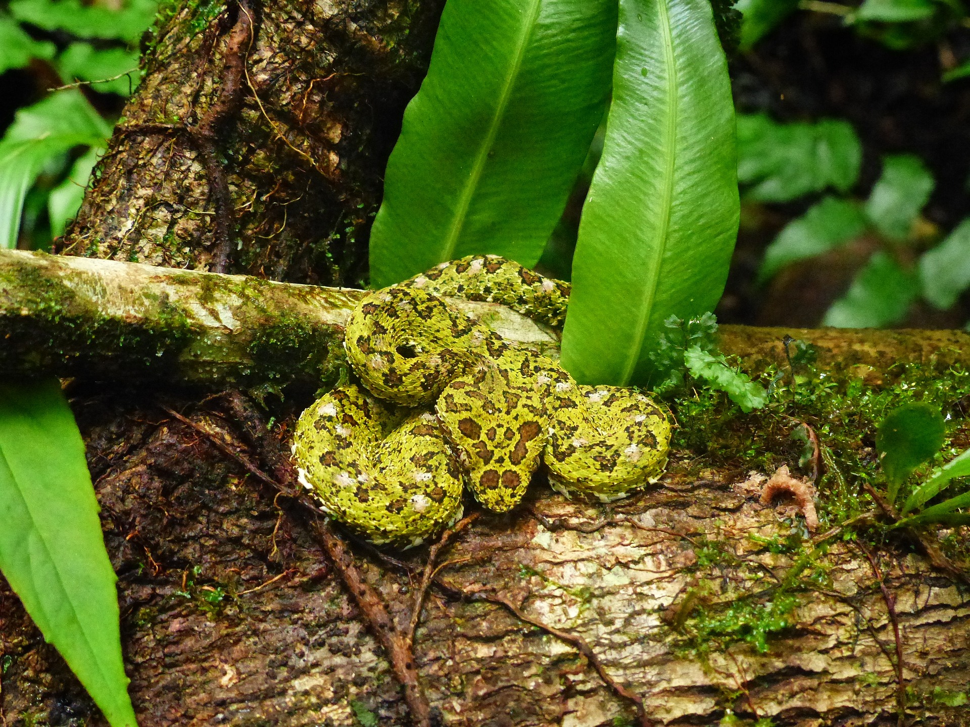 Die Greifschwanz Lanzenotter ist eine der giftigsten Schlangen in Costa Rica.