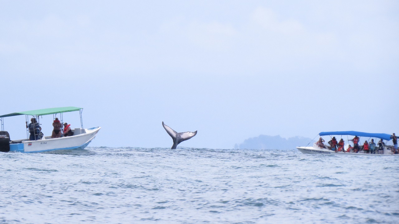 Zwei Boote mit Menschen beobachten einen Wal