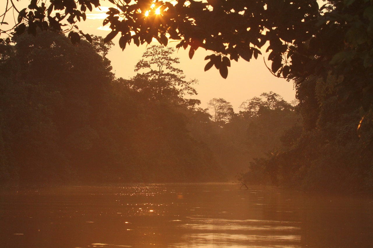 Abendlicht im Regenwald mit Fluss