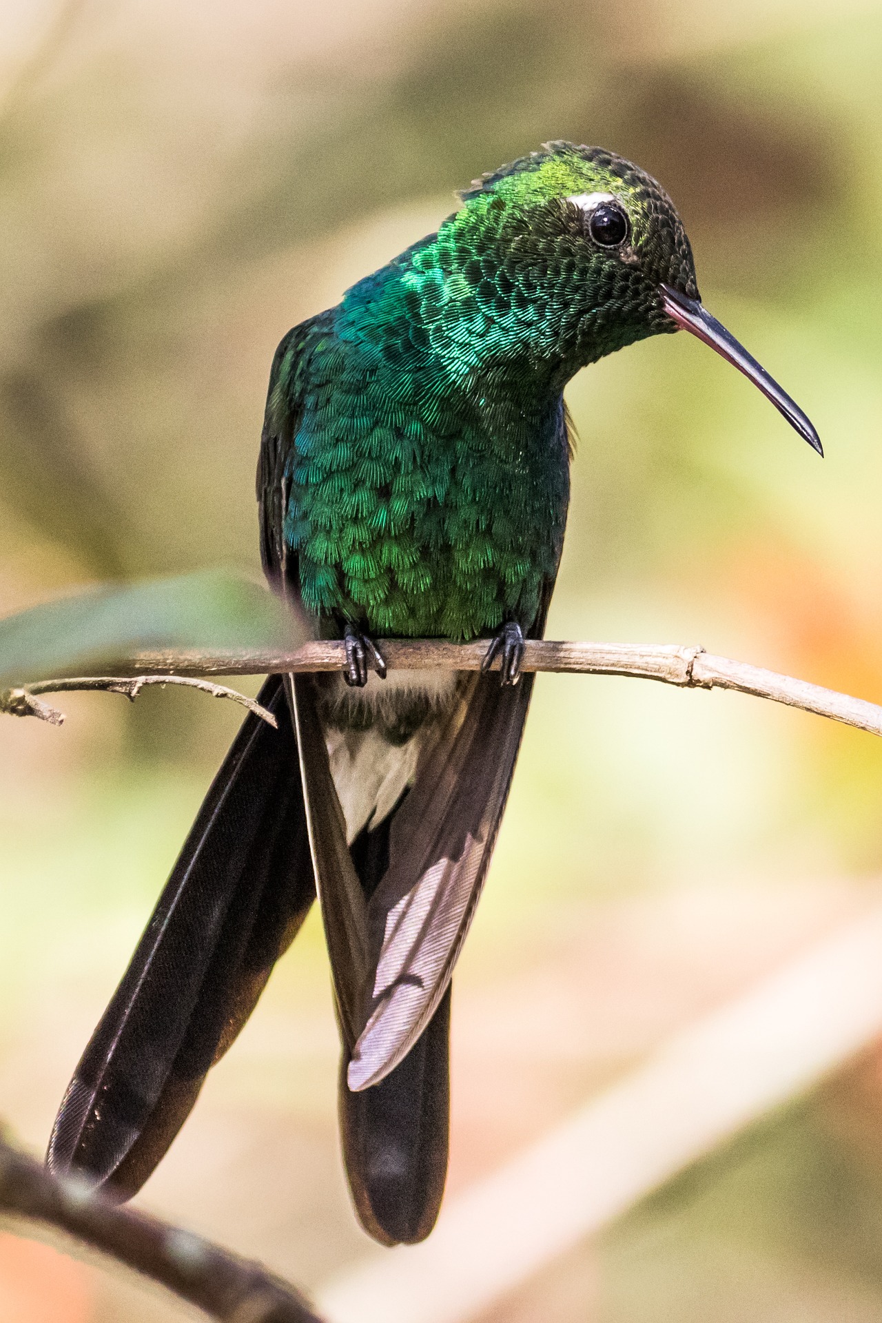 Nahaufnahme eines Kolibris in Kuba.