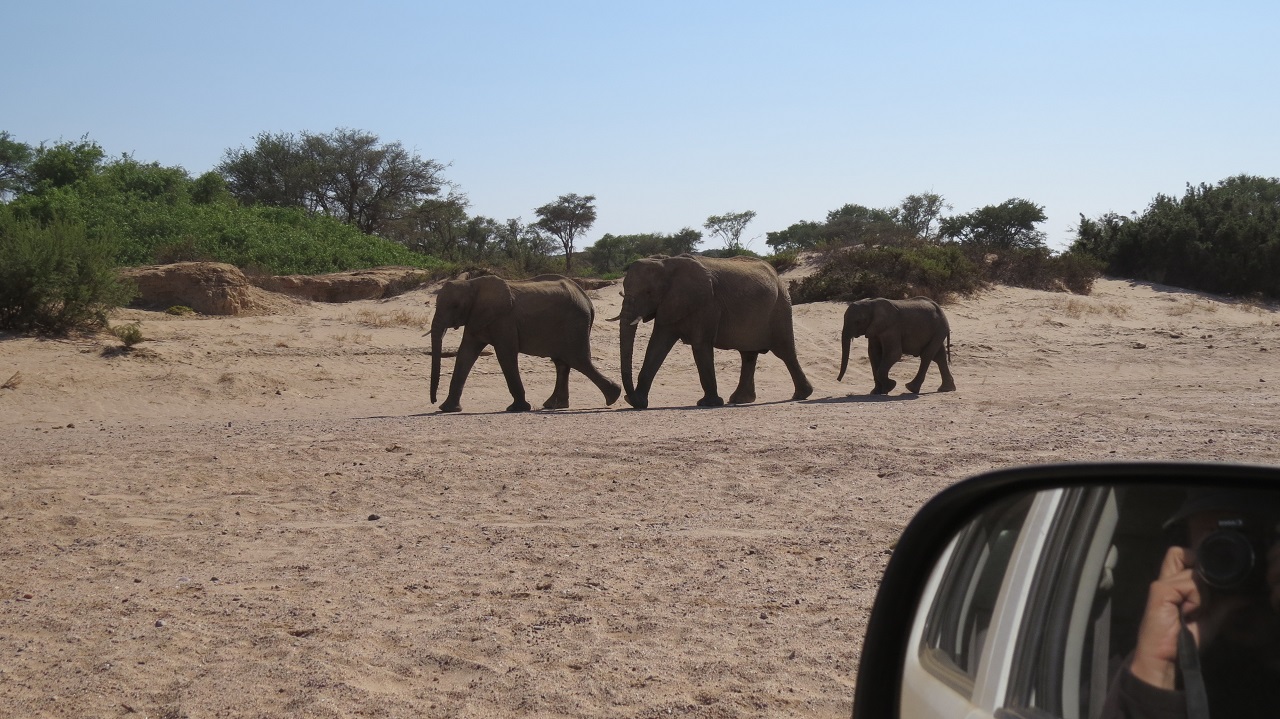 Beobachten einer Elefantenherde vom Auto aus