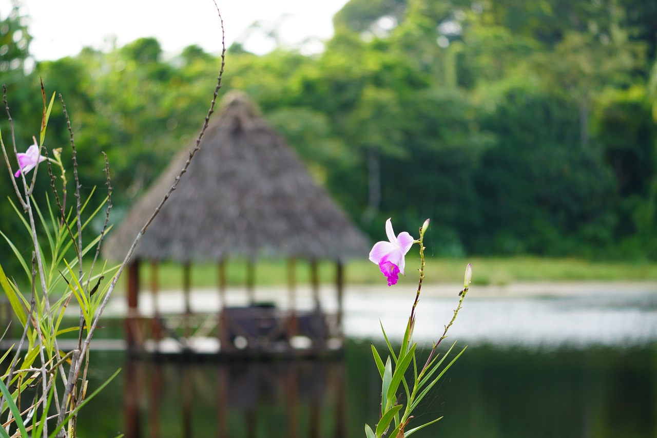 Blick auf ein Häuschen im See und im Vordergrund eine pinke Blume