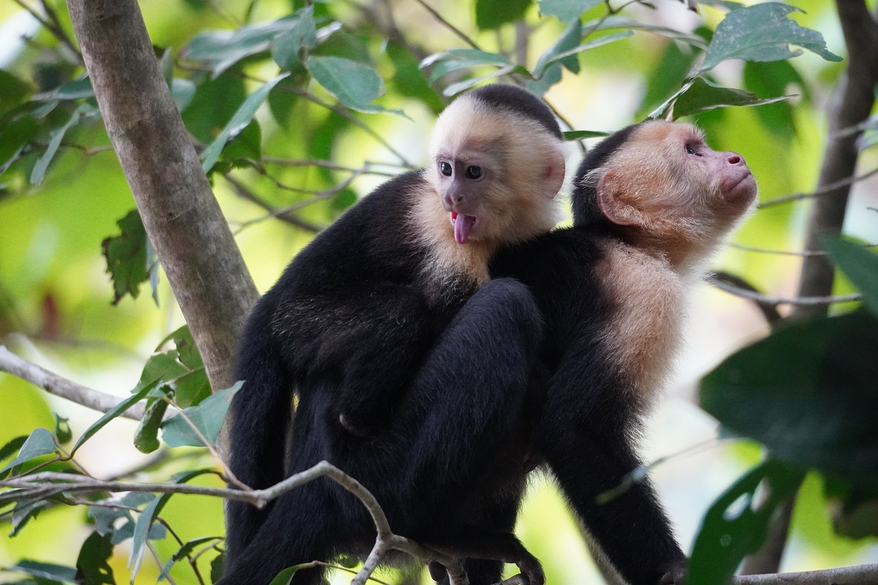 Ein junger Kapuzineraffe sitzt auf dem Rücken seiner Mutter und streckt die Zunge heraus.