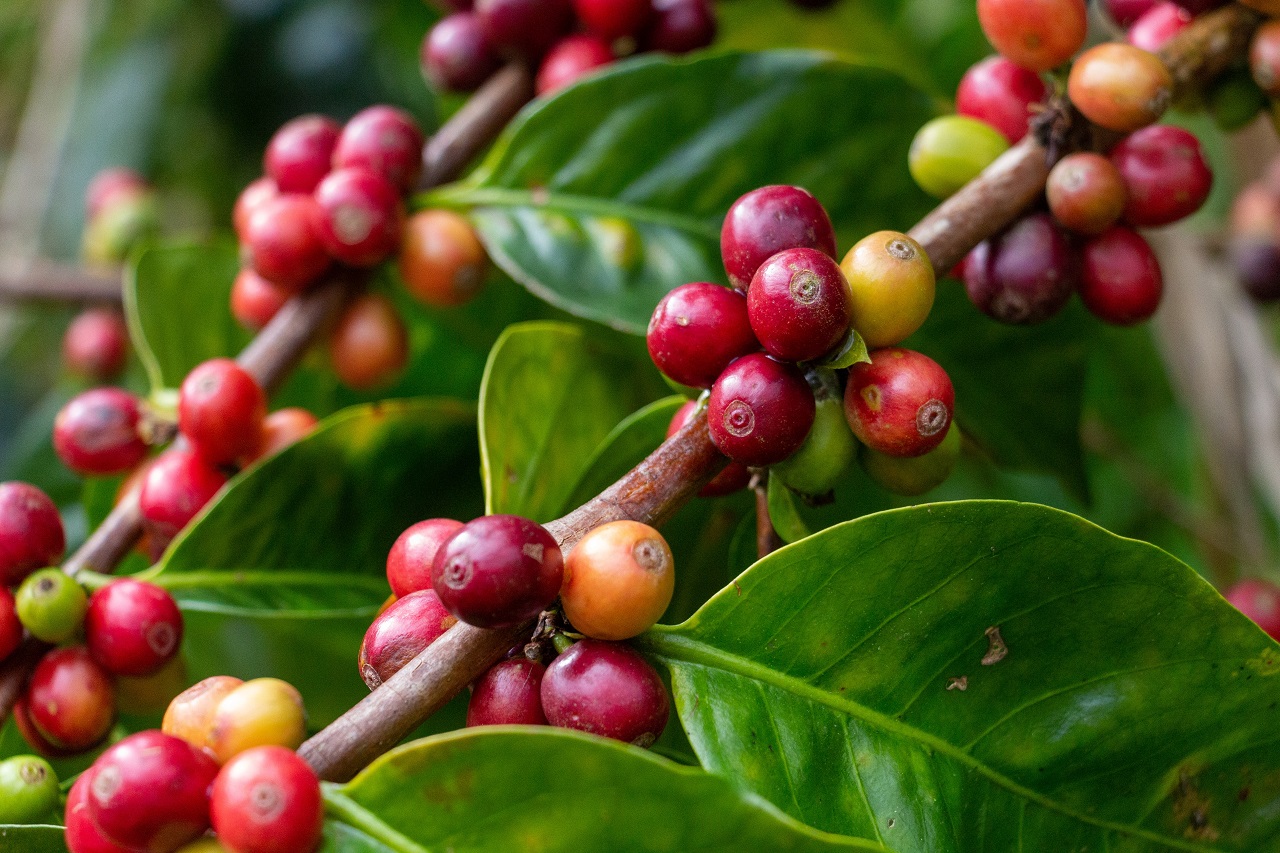 Kaffeetouren Nicaragua - Beste Reisezeit Nicaragua