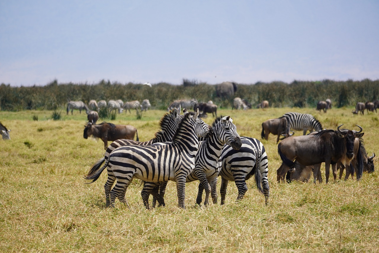 Zebras und Büffel grasen gemeinsam