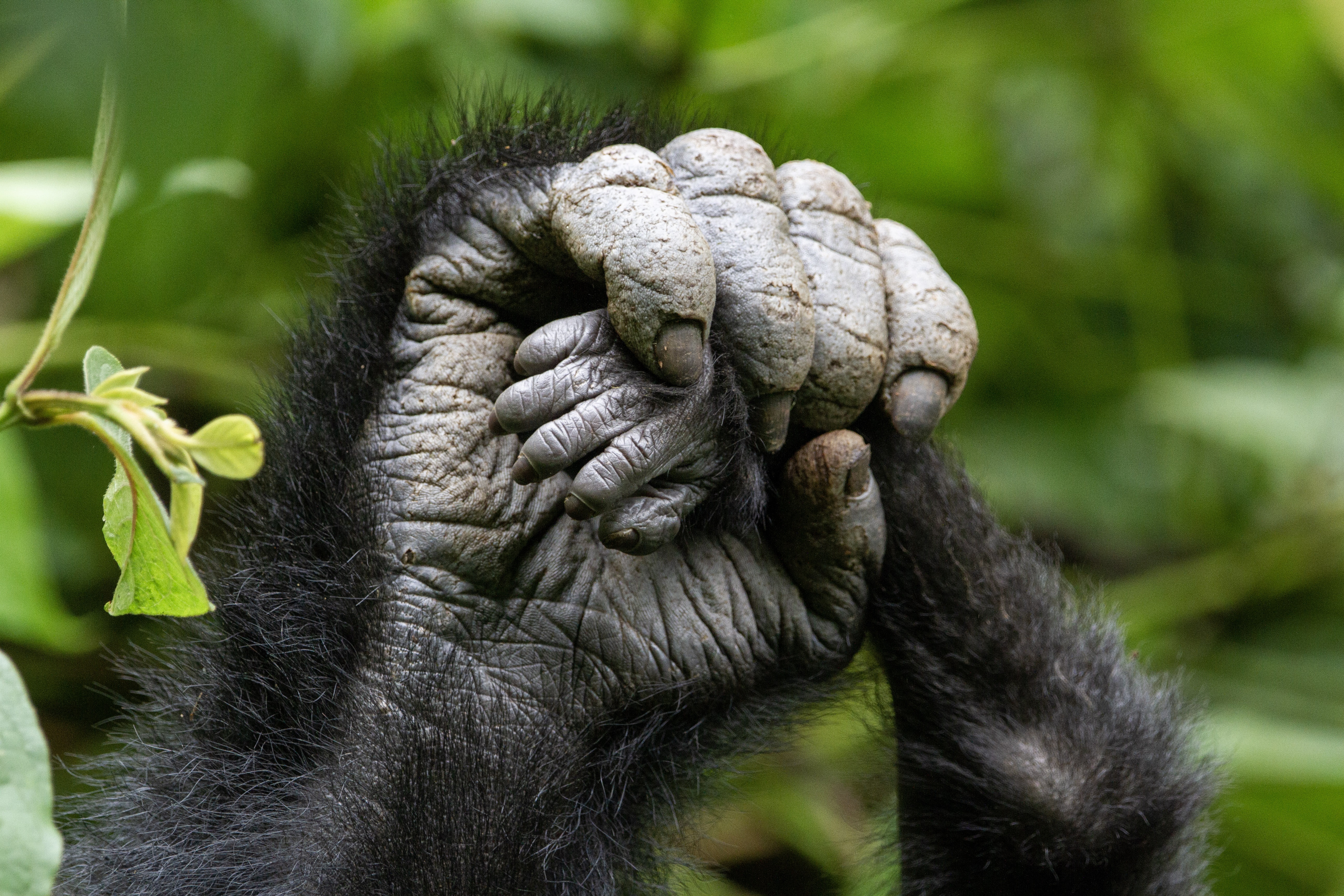 Uganda Bwindi Gorillatrekking Gorillahände Sich umgreifende Gorillahände.