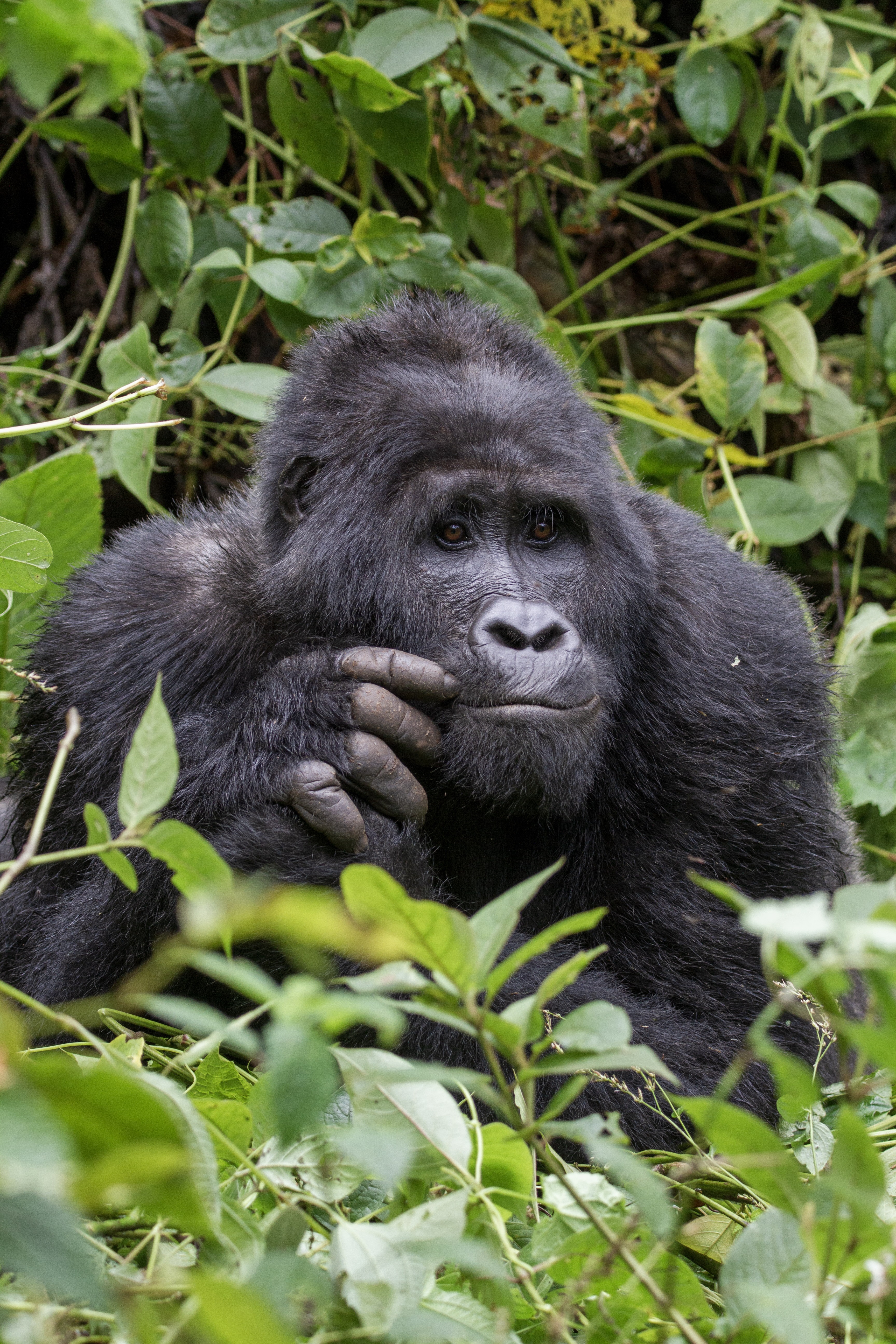 Ein Silberrücken schaut uns im Bwindi Nationalpark entgegen.